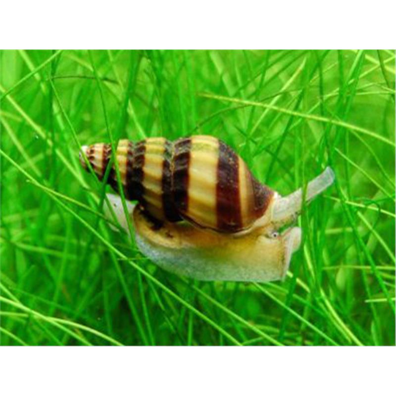 Anentome Helena  melcul asasin - imagine 3